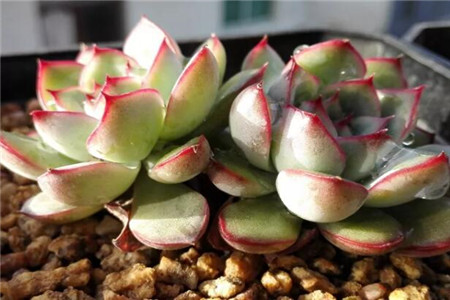 多肉不浇水能活多久