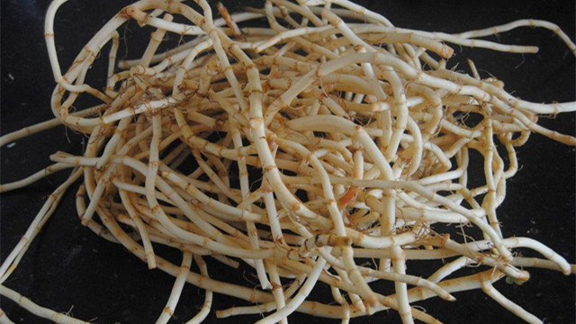 鱼腥草根煮水喝的功效(鱼腥草根凉拌的做法)