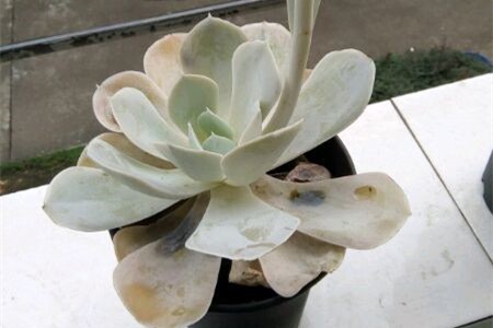 石莲花进行叶插繁殖的技术要点