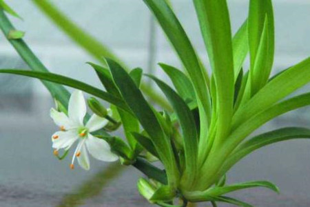 吊兰繁殖步骤图解