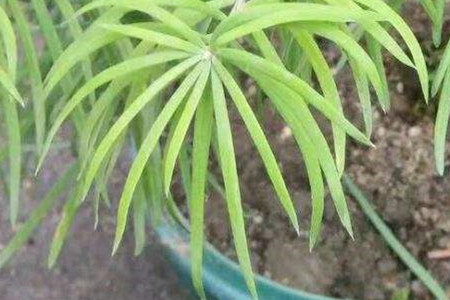 罗汉松和五针松的区别