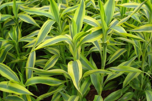 富贵竹养几枝最吉利(富贵竹养几支最吉利)