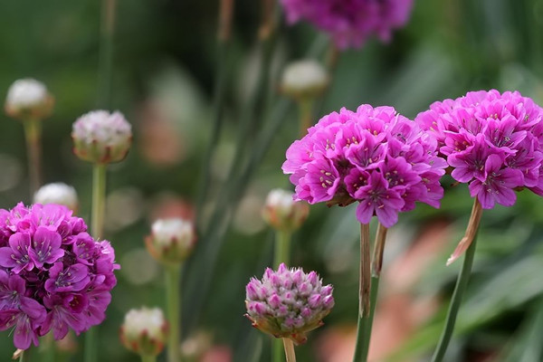 海石竹的养殖方法及注意事项(海石竹花图片植物)