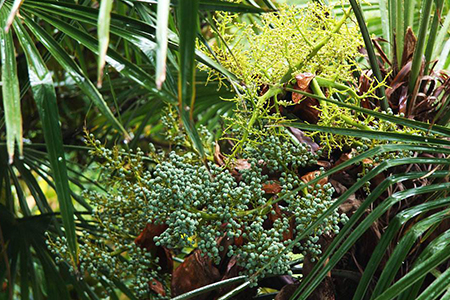 棕树的果实能不能吃