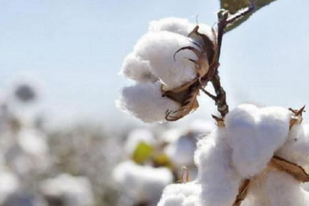 棉花的花语是什么颜色