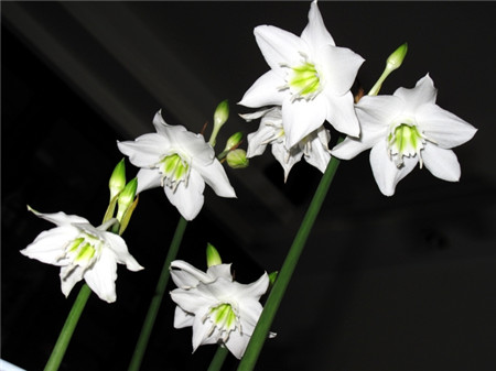 南美水仙的药用功效与作用