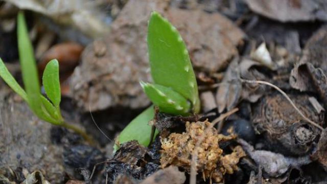 芦荟怎么移植(龙爪芦荟怎么移植)