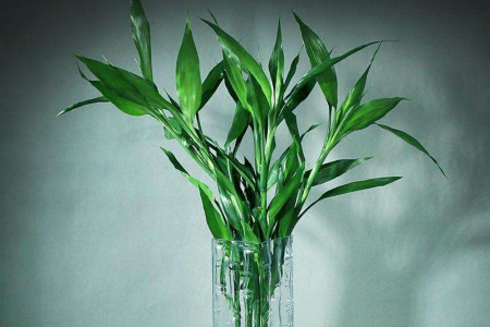 观音竹养殖技巧