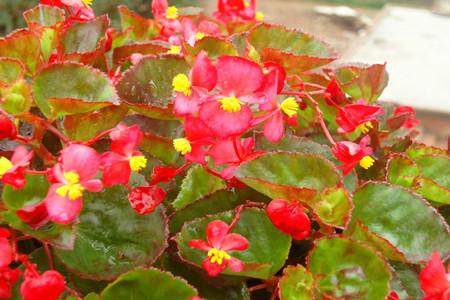 四季海棠用什么土最好养活