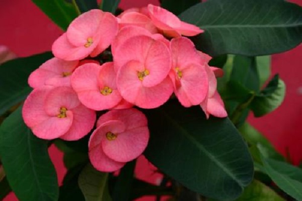 四季海棠用什么土最好(四季海棠用什么土最好养活)