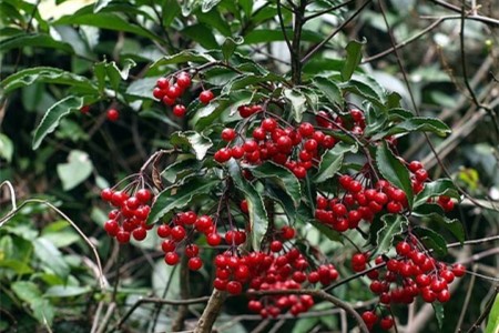 金玉满堂花好养吗该怎么养活