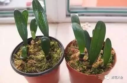 不用种土里的花