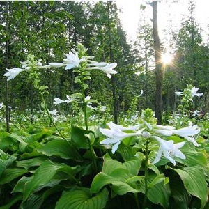 玉簪怎么养爆盆