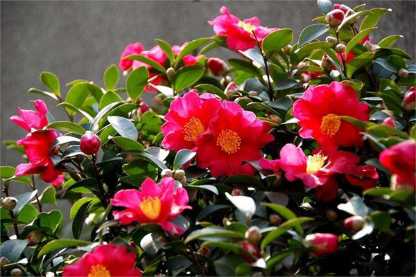 茶梅冬天养殖的禁忌(茶梅冬天开花吗)