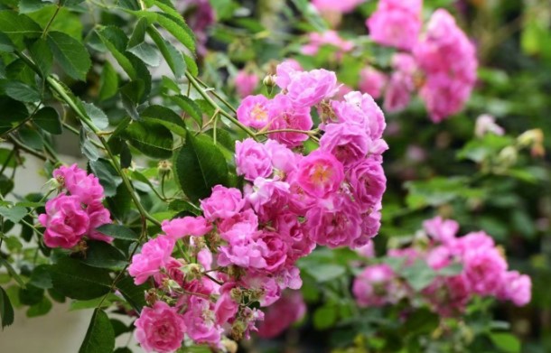 秋天容易养的花