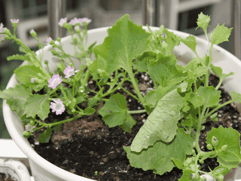 瓜叶菊蔫了的急救方法