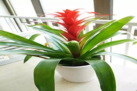 鸿运当头可以放客厅财位吗