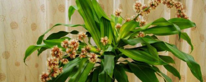 巴西木叶子发黄怎么办(水培巴西木叶子发黄怎么办)