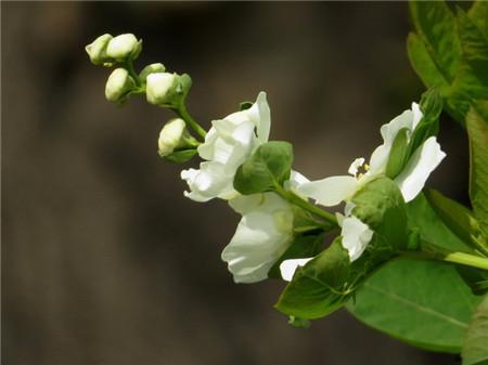 白鹃梅什么时候开花