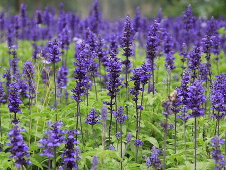 千屈菜是挺水植物吗