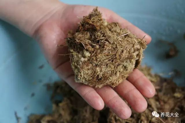 不用种土里的花