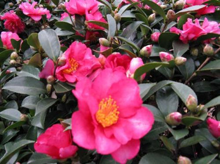 茶梅冬天开花吗