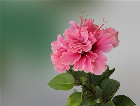 我养的扶桑花掉花蕾是怎么回事