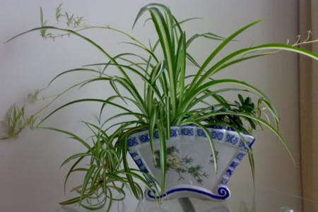 吊兰繁殖步骤图解