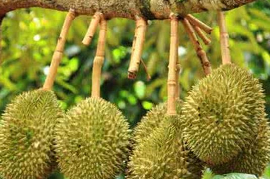 榴莲核如何保存