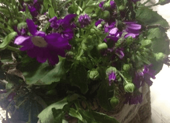 瓜叶菊蔫了的急救方法