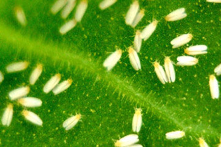 繁星花的繁殖方法