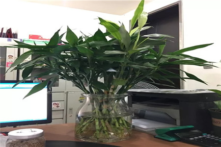 水培的水能养鱼吗