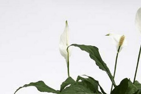 白掌怎么养才能开花多