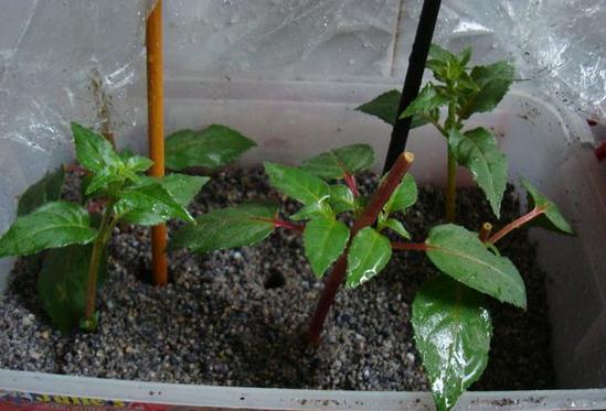 倒挂金钟的扦插方法视频