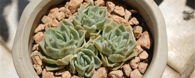 多肉扦插怎么快速发根怎么扦插多肉(多肉扦插怎么快速发根视频)