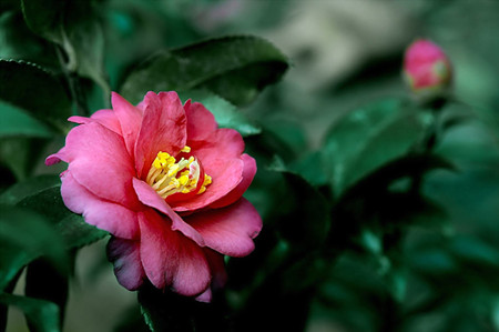 茶梅冬天开花吗