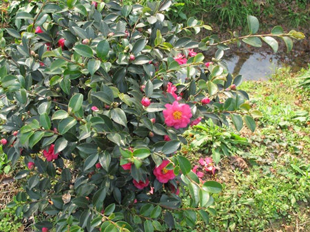 茶梅冬天开花吗