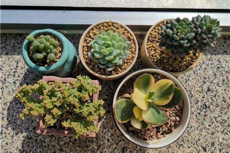 多肉扦插怎么快速发根视频