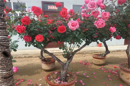 树状月季能养几年才开花