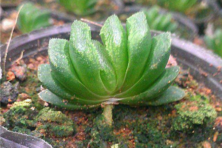 玉扇怎么养才能饱满通透