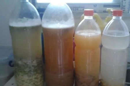 水培绿萝水里放淘米水