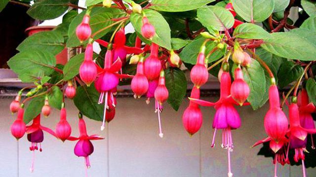 倒挂金钟的扦插方法(倒挂金钟的扦插方法视频)