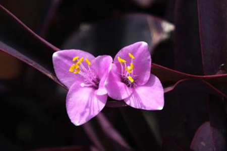 紫竹梅可以室内养吗放室内吉利吗图片