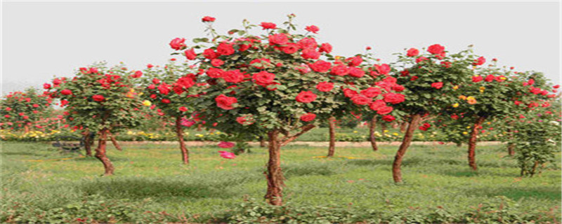 树状月季能养几年(树状月季能养几年才开花)