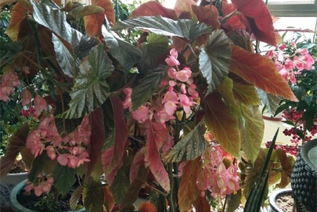 新买的竹节海棠怎么养护和管理