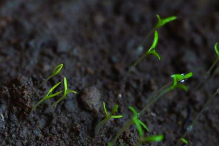 虞美人怎么养 盆栽