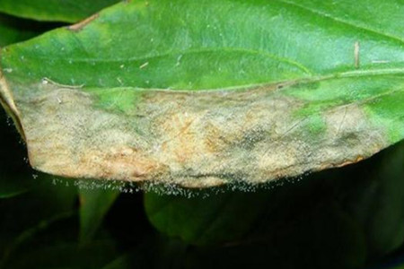 繁星花的繁殖方法