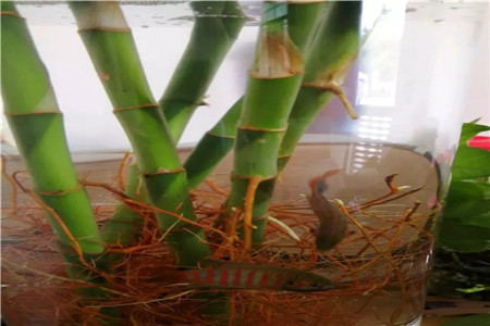 水培的水能养鱼吗