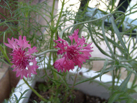 矢车菊播种温度