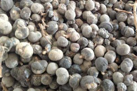 棕树的果实能不能吃